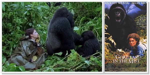 Gorillas in the Mist